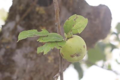 Pommier cultivé