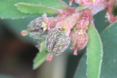 Euphorbe maculée