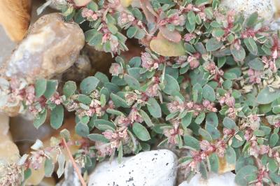 Euphorbe maculée