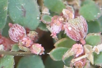 Euphorbe maculée