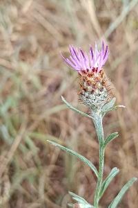 Centaurea grp. decipiens