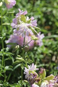 Saponaire officinale