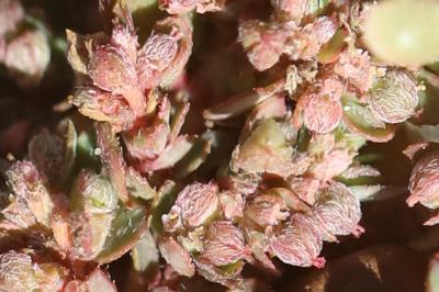 Euphorbe maculée