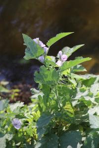 Guimauve officinale