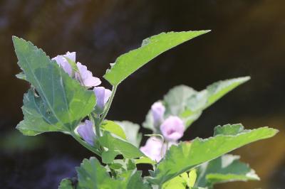 Guimauve officinale