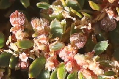 Euphorbe maculée