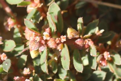 Euphorbe maculée
