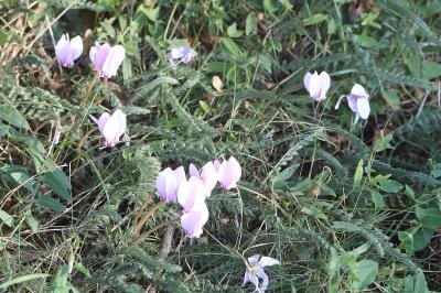 Cyclamen à feuilles de lierre