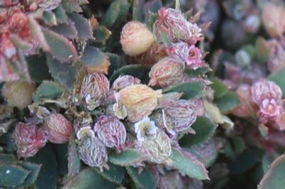 Euphorbe maculée