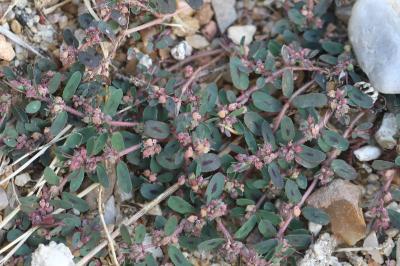 Euphorbe maculée