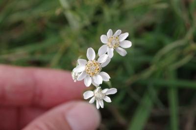 Achillée sternutatoire