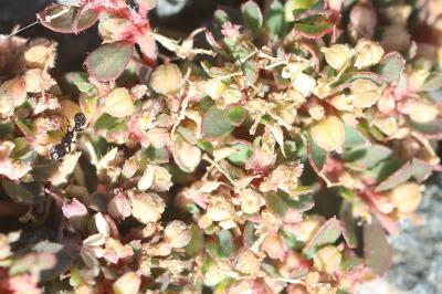 Euphorbe maculée