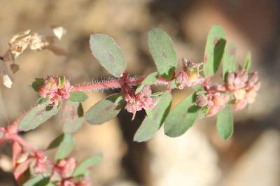 Euphorbe maculée