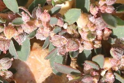 Euphorbe maculée