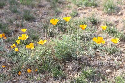 Pavot de Californie