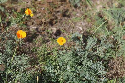 Pavot de Californie
