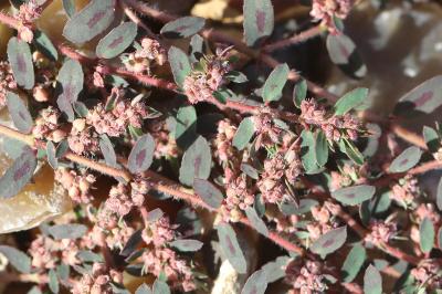 Euphorbe maculée
