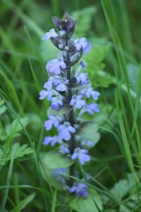 <i>Ajuga reptans</i>