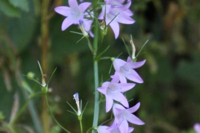 <i>Campanula patula</i>