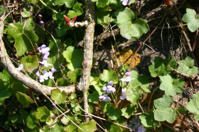 <i>Cymbalaria muralis</i>