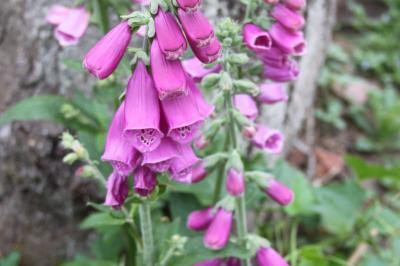 <i>Digitalis purpurea</i>