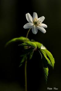 <i>Anemone nemorosa</i>