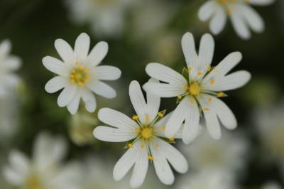 <i>Rabelera holostea</i>
