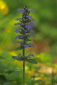 <i>Ajuga reptans</i>