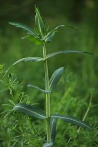 <i>Euphorbia lathyris</i>