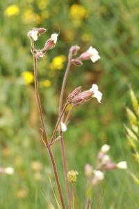<i>Silene latifolia</i>