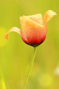 <i>Roemeria argemone</i>