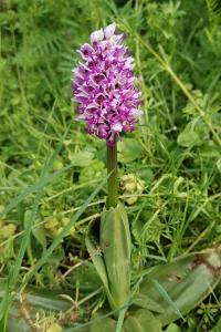 <i>Orchis simia</i>