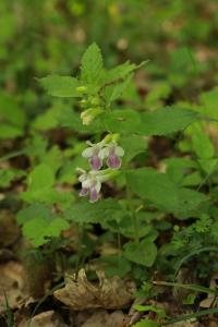 <i>Melittis melissophyllum</i>
