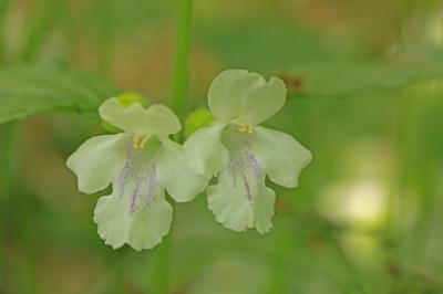 <i>Melittis melissophyllum</i>