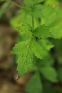<i>Geum urbanum</i>
