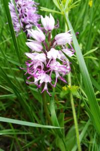 <i>Orchis simia</i>