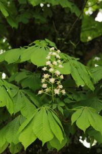 <i>Aesculus hippocastanum</i>