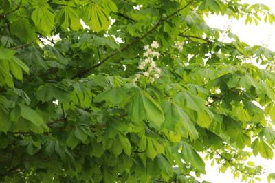 <i>Aesculus hippocastanum</i>