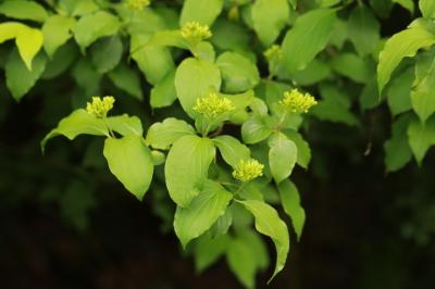 <i>Cornus sanguinea</i>