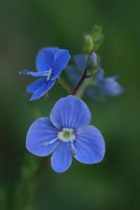 <i>Veronica chamaedrys</i>