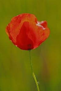 <i>Papaver rhoeas</i>