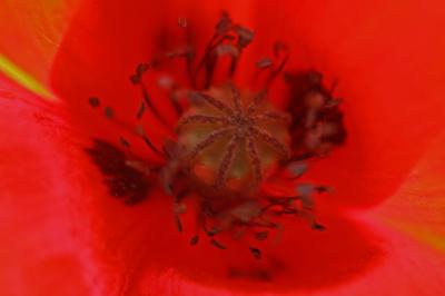 <i>Papaver rhoeas</i>