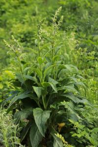 <i>Digitalis purpurea</i>