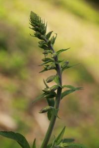 <i>Digitalis purpurea</i>