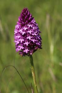 <i>Anacamptis pyramidalis</i>