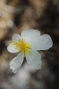 <i>Helianthemum apenninum</i>