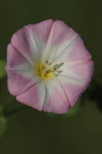 <i>Convolvulus arvensis</i>