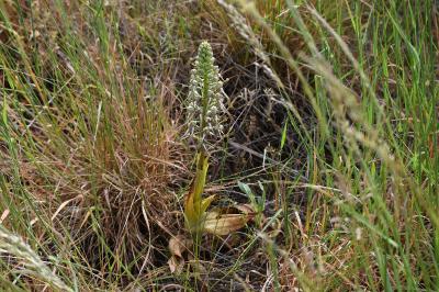 Himantoglossum hircinum