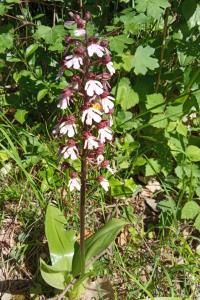 Orchis pourpre