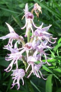 Orchis singe